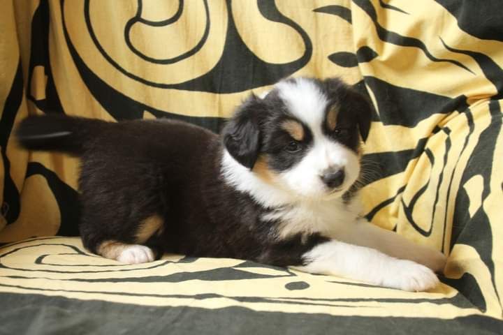 Tiphanie Feunteun - Chiots disponibles - Berger Australien