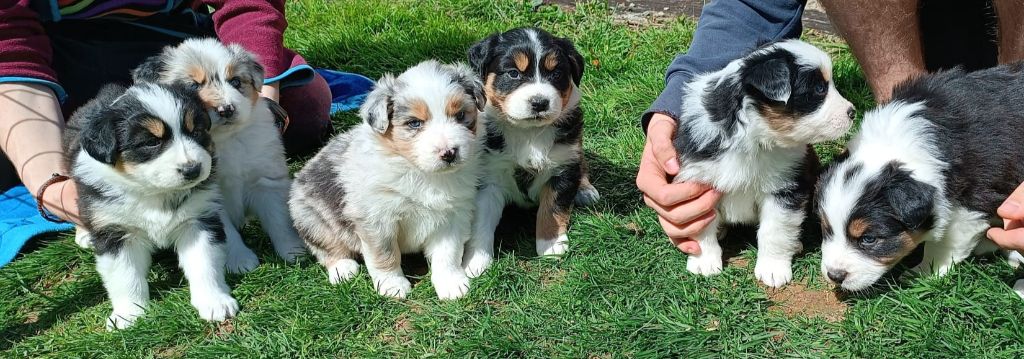Chiot Berger Australien Tiphanie Feunteun